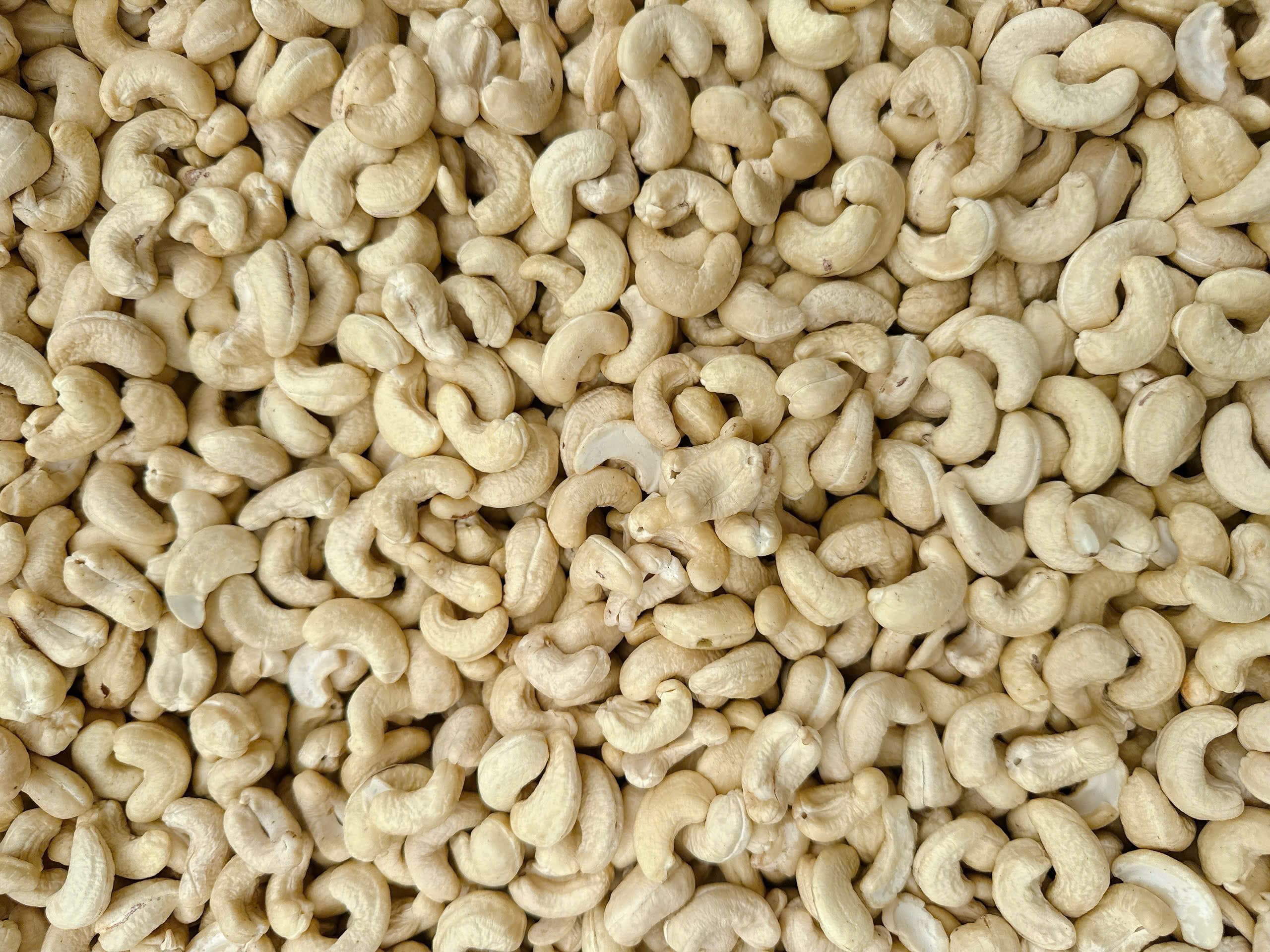 WW240 cashew kernels 2