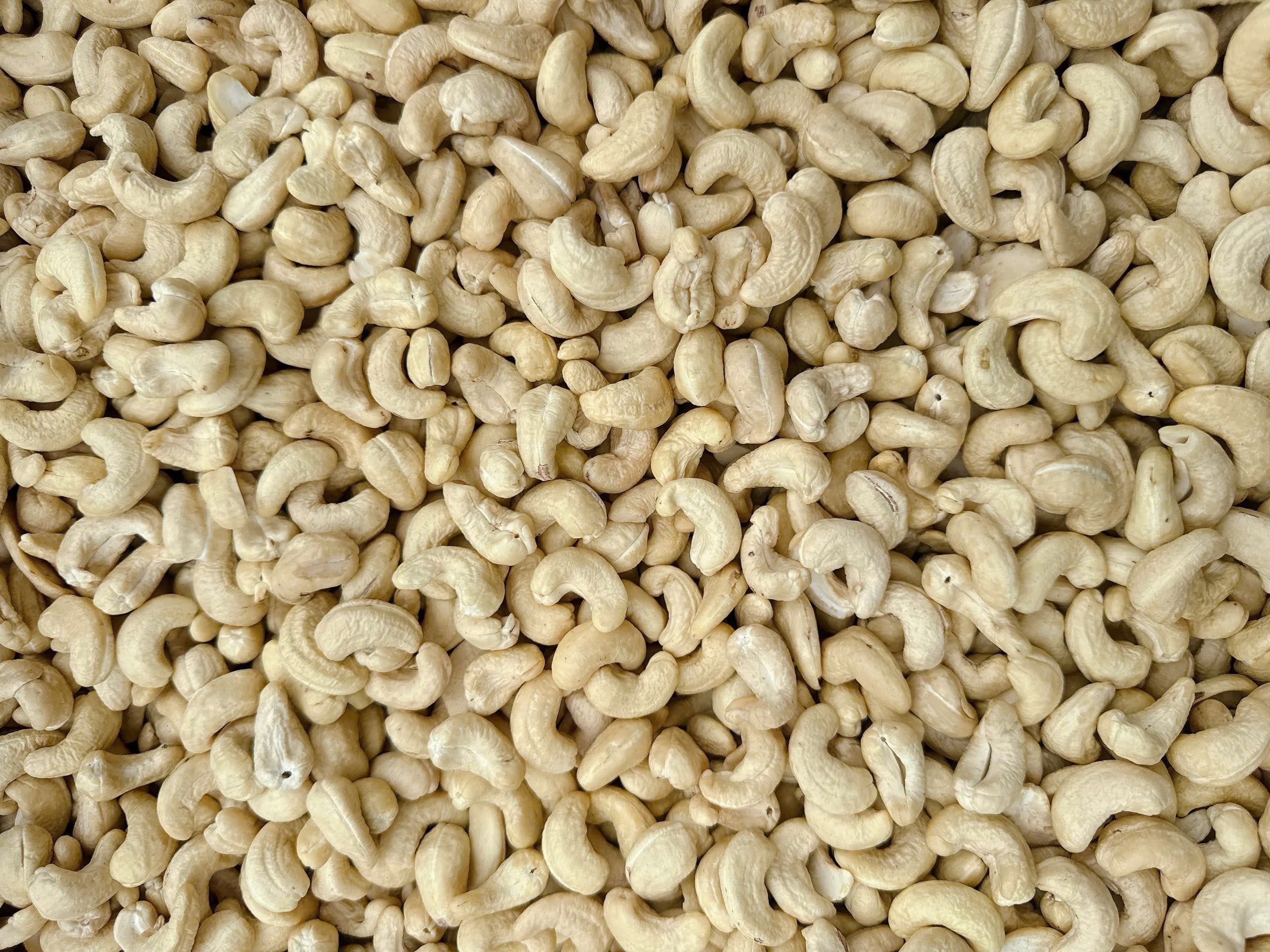 WW240 cashew kernels 7
