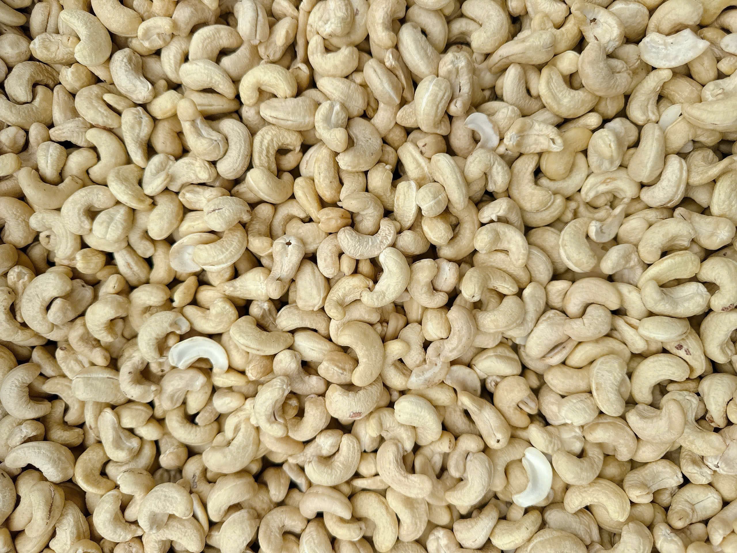 WW240 cashew kernels 8