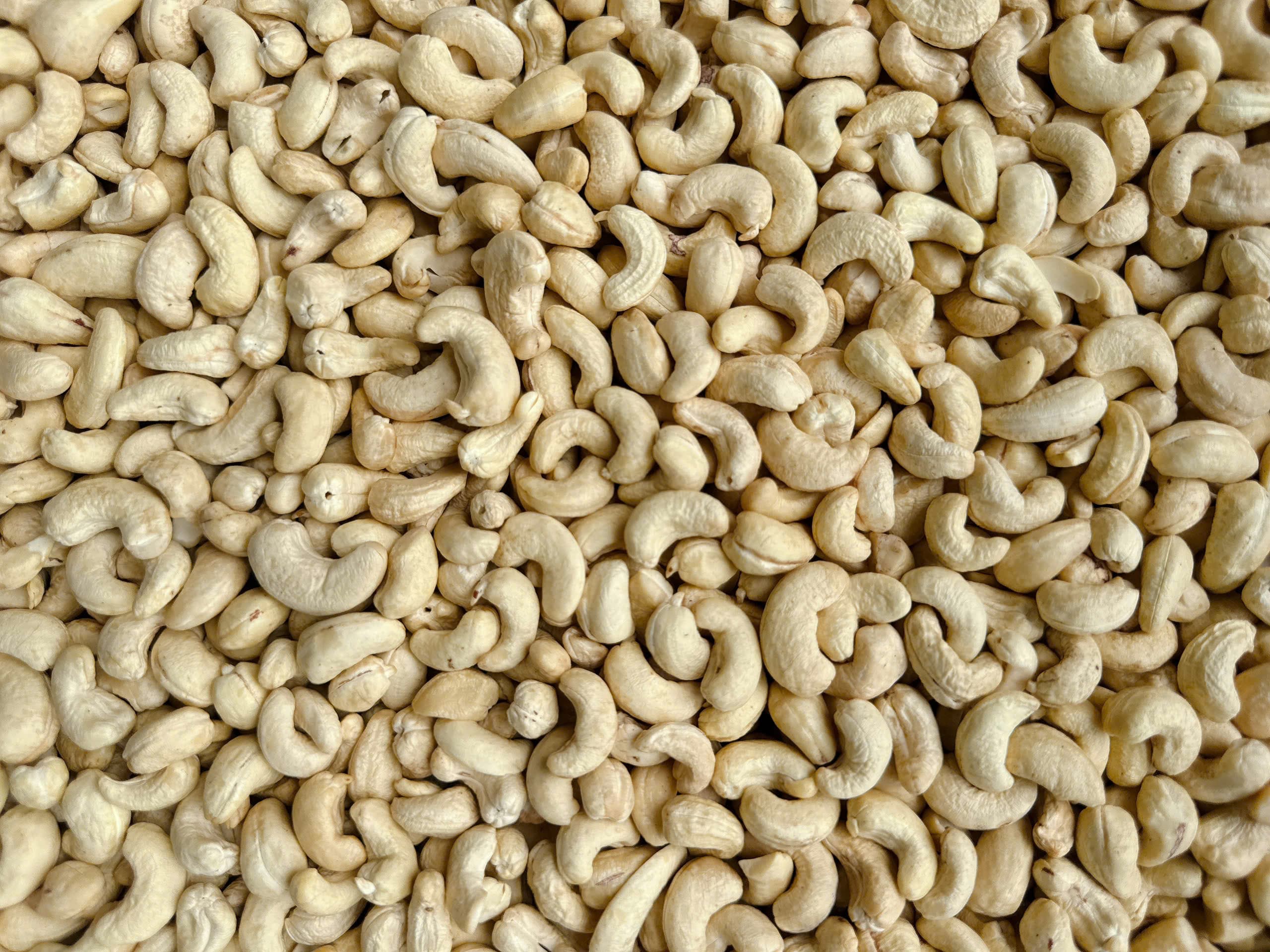 WW450 cashew kernels 2