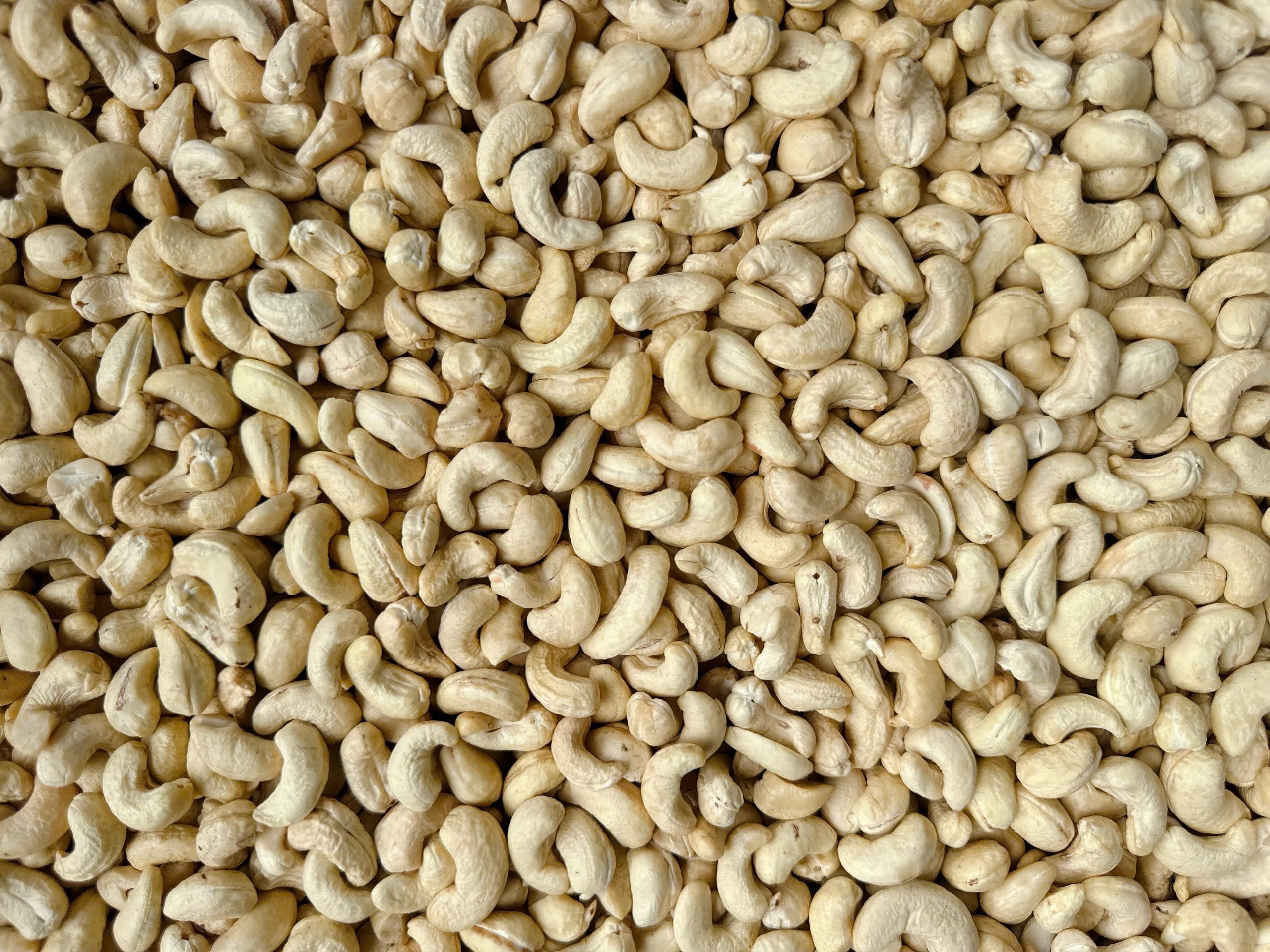 WW450 cashew kernels 3