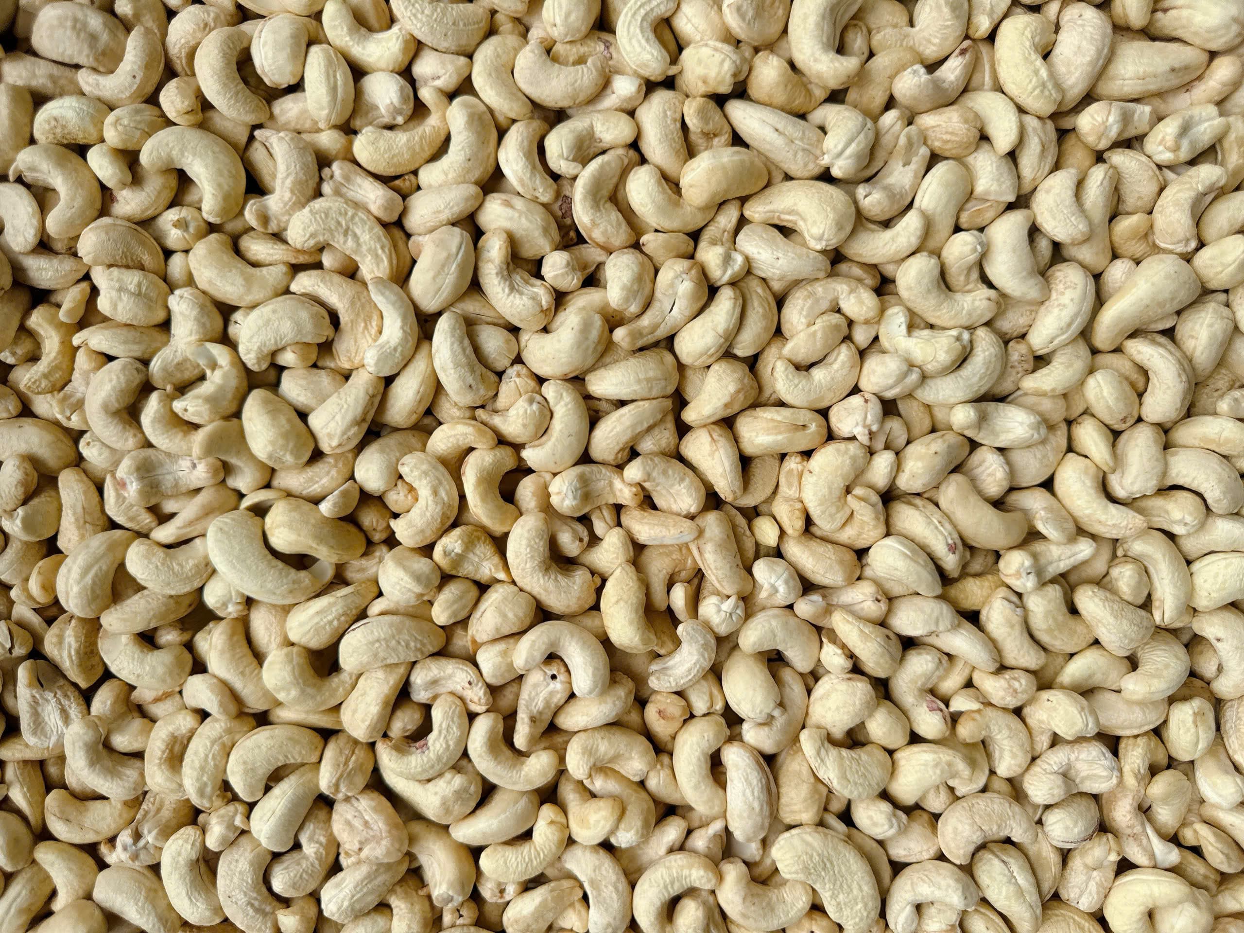 WW450 cashew kernels 4