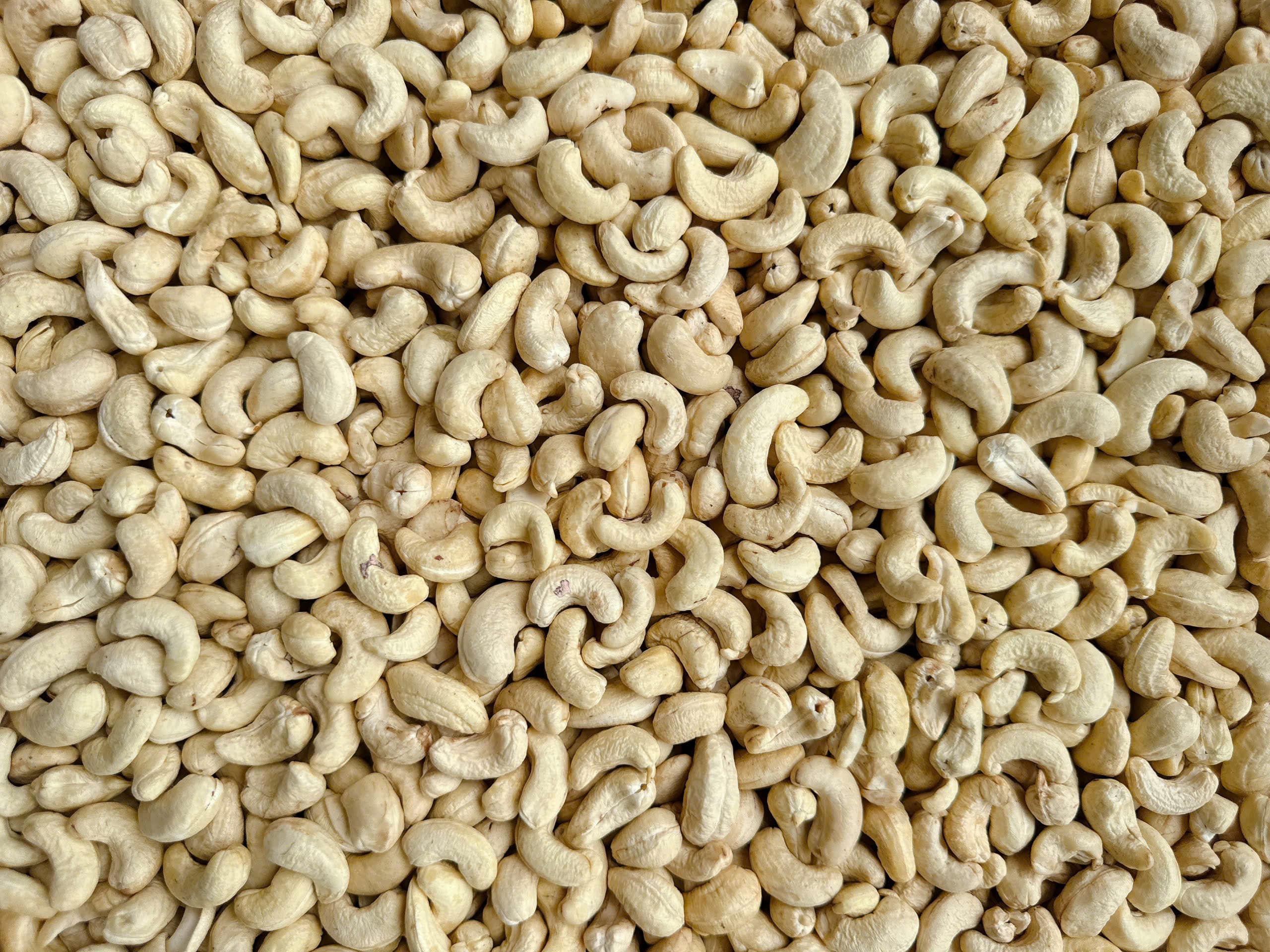 WW450 cashew kernels 5